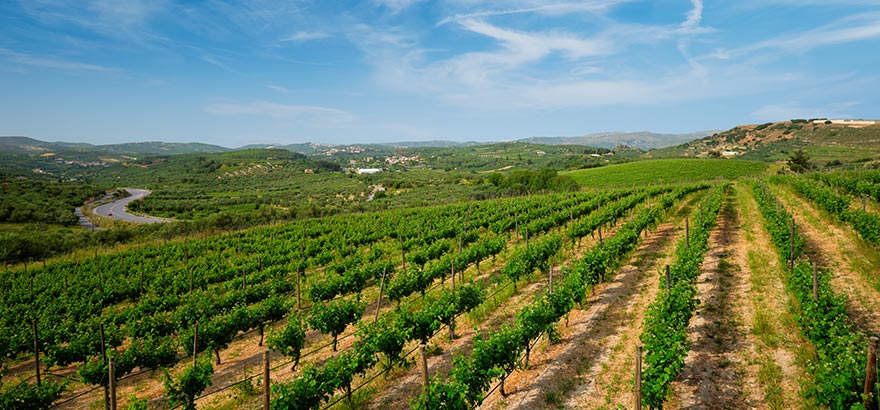 Cretan Wineries
